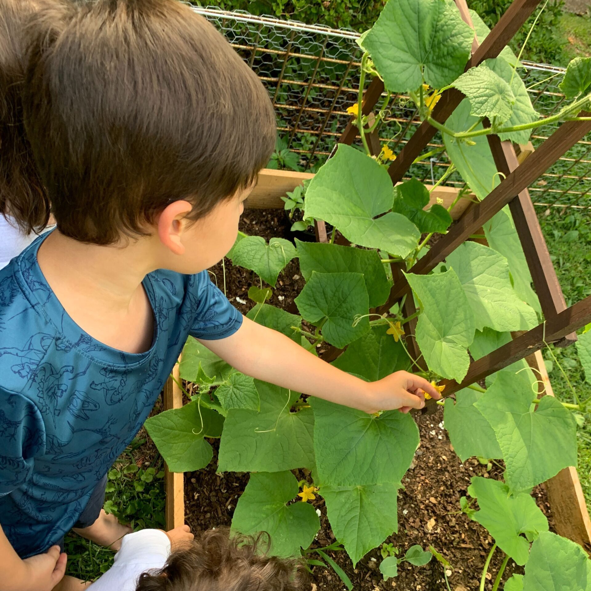 Little boy touching large leaf of plant in survival garden