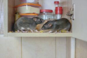mice in a survival food stash