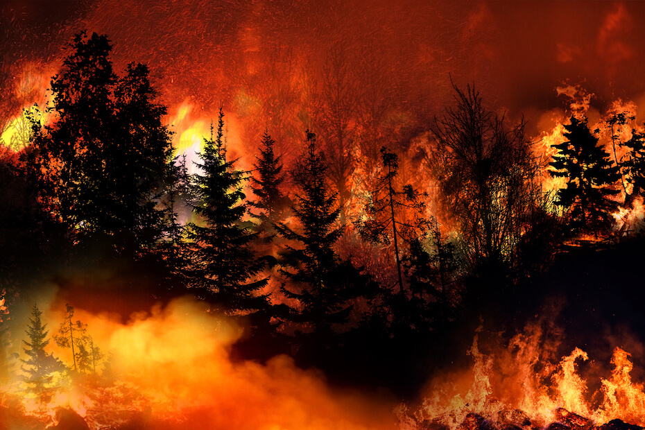 wildfire burning through trees