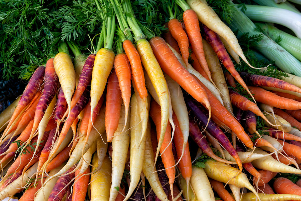 colorful carrots ready to be stored in a trash can root cellar