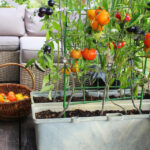 tomato plants growing on a porch with a basket of harvested tomatoes next to them