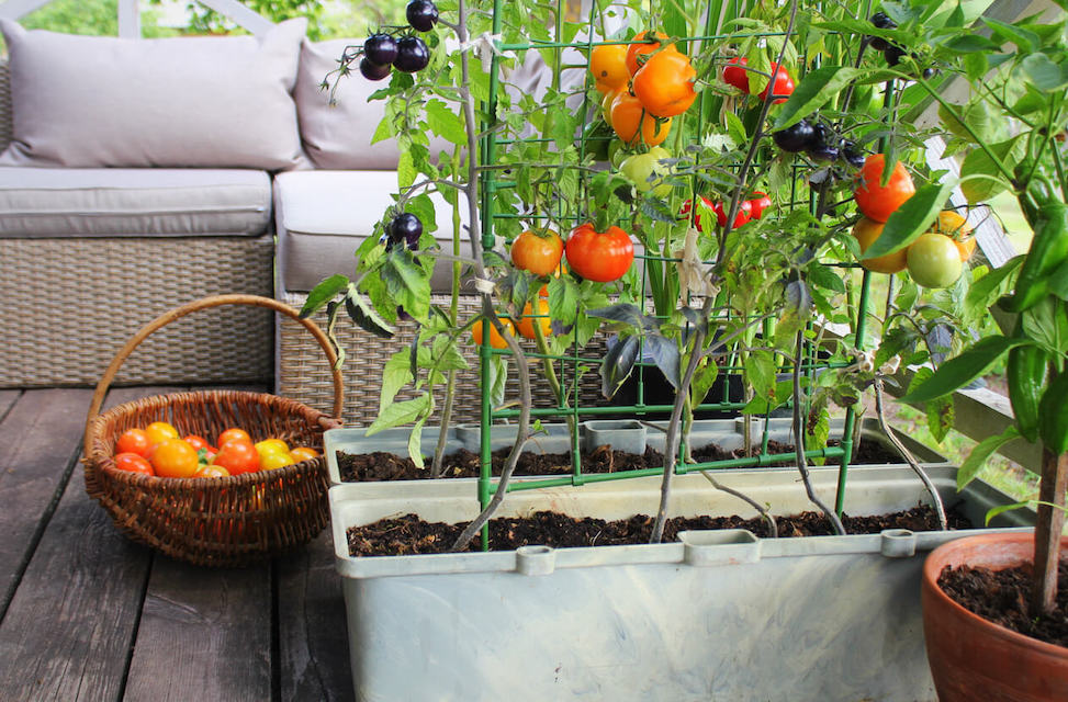tomato plants growing on a porch with a basket of harvested tomatoes next to them